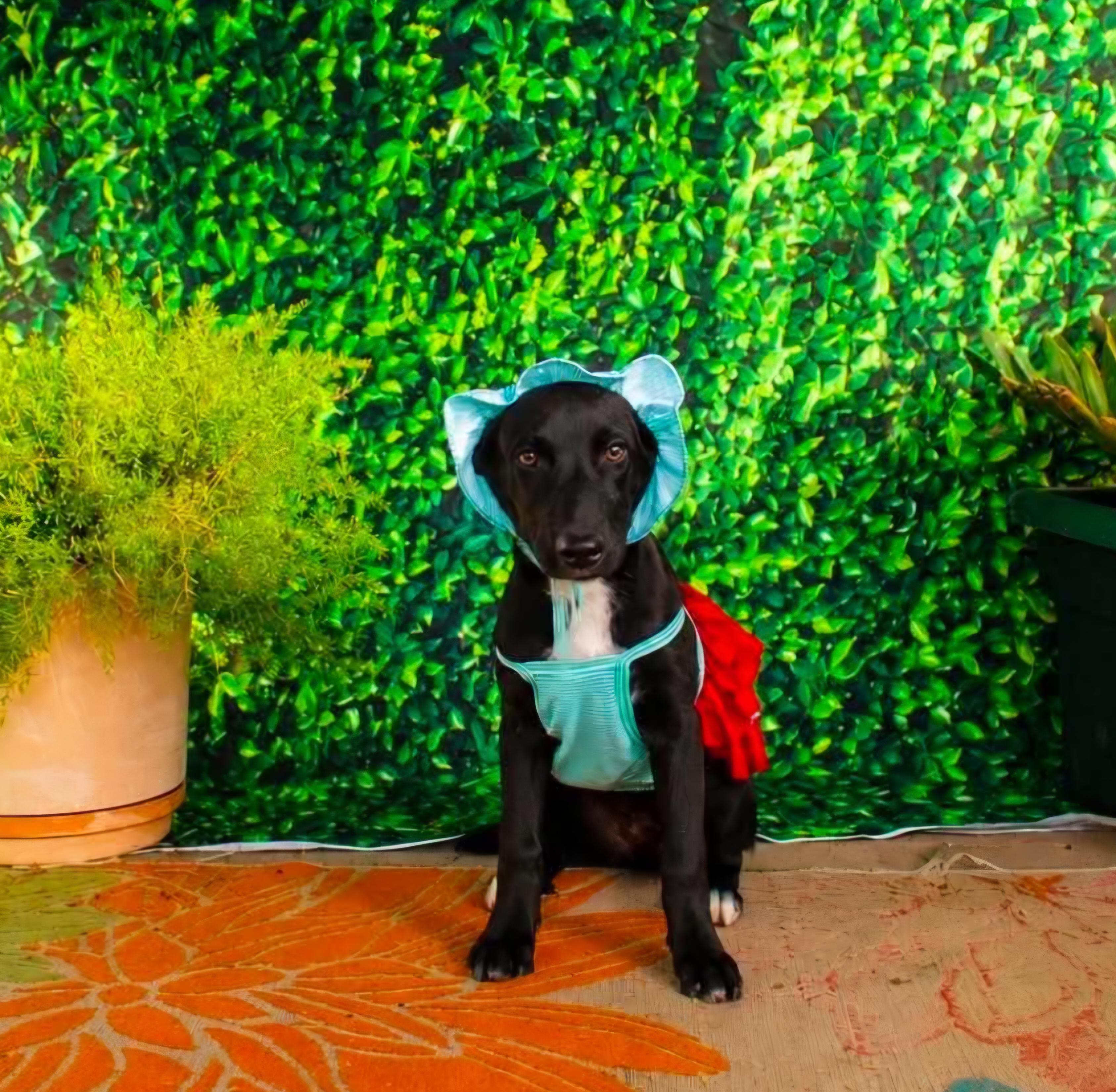 Enlarge Cookie, a Adoptable mixed breed in Nashua, NH image 3/6