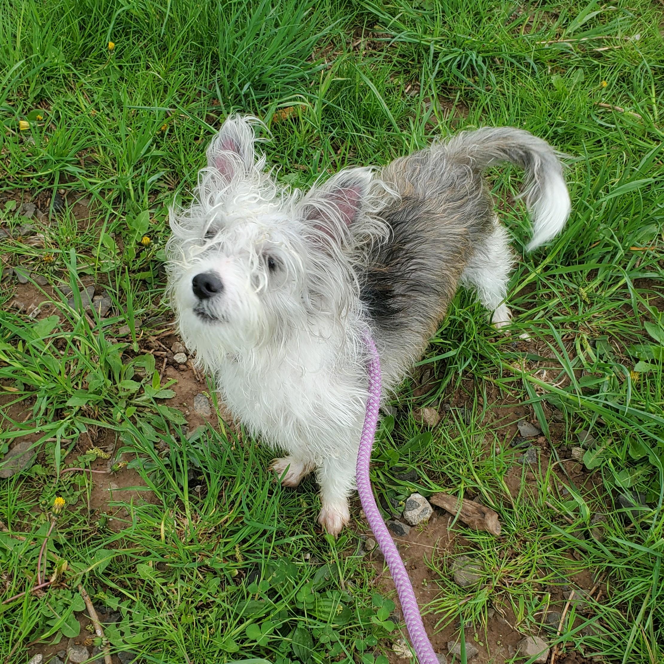 Magellan, adopted, Young Male Terrier.