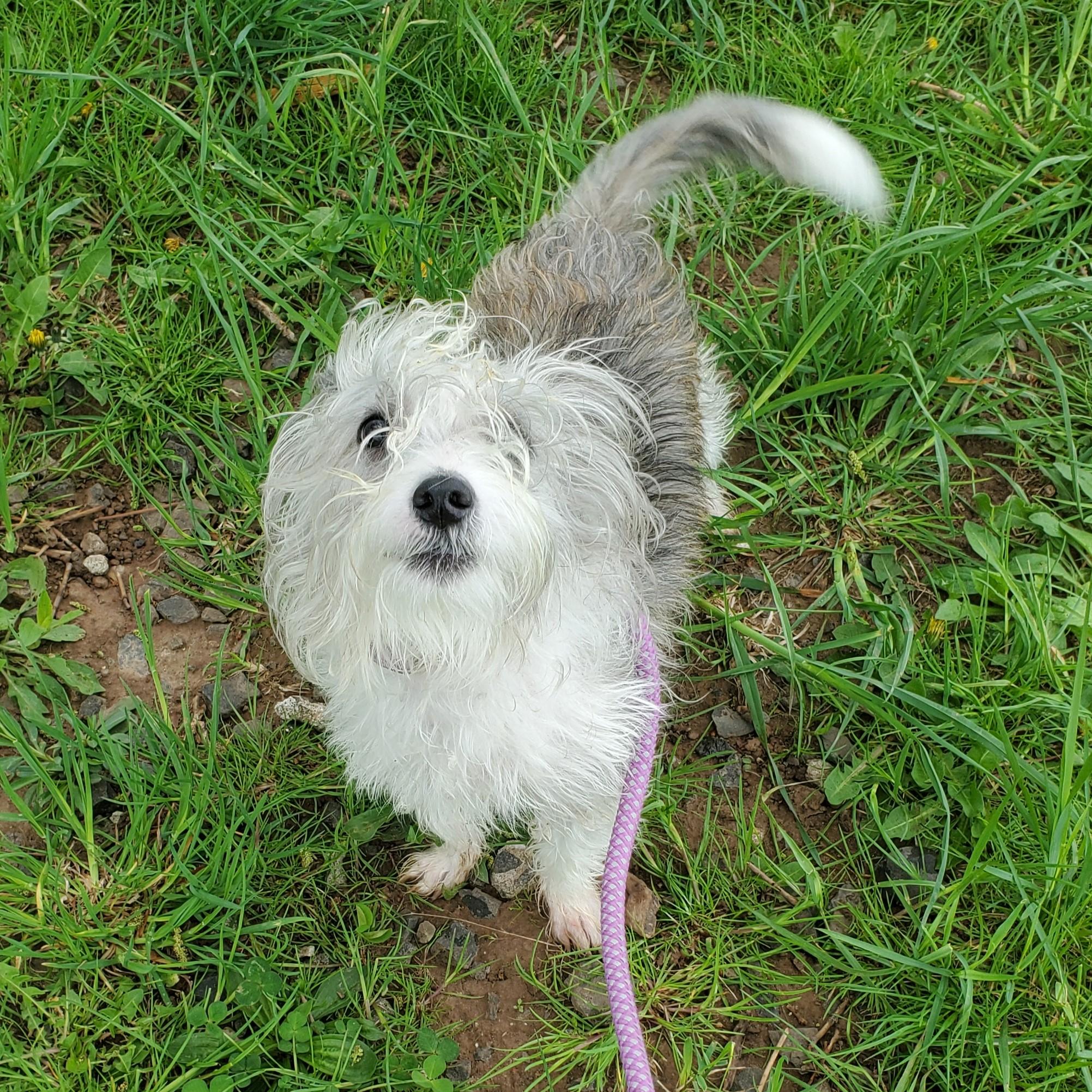 Enlarge Magellan, an adopted mixed breed in Jersey city, NJ image 2/2