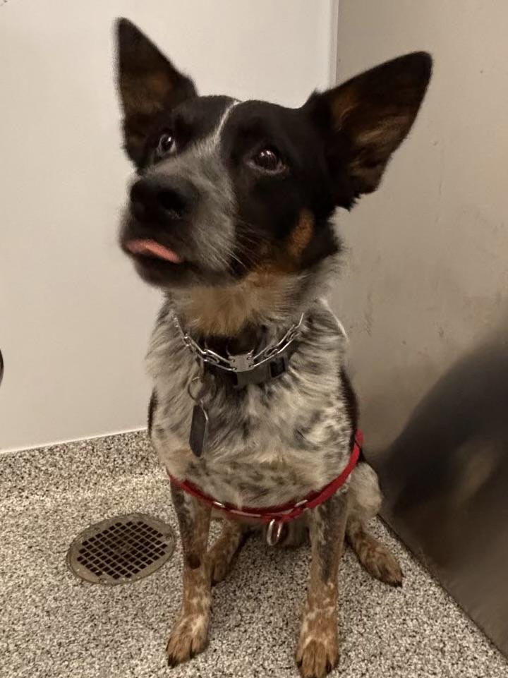 Whiskey, a ADOPTABLE Cattle Dog in Dallas, TX image 2/4