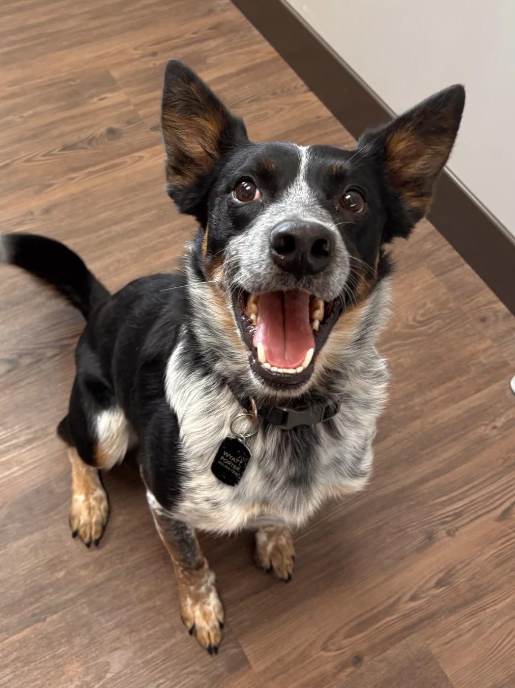 Whiskey, a ADOPTABLE Cattle Dog in Dallas, TX image 1/4