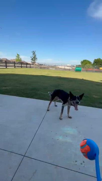 Enlarge Whiskey, a ADOPTABLE Cattle Dog in Dallas, TX video 4/4