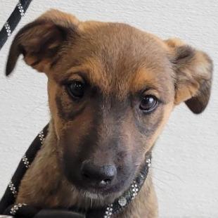 Enlarge Luna, a Adoptable Mixed Breed in Las Cruces, NM image 1/5
