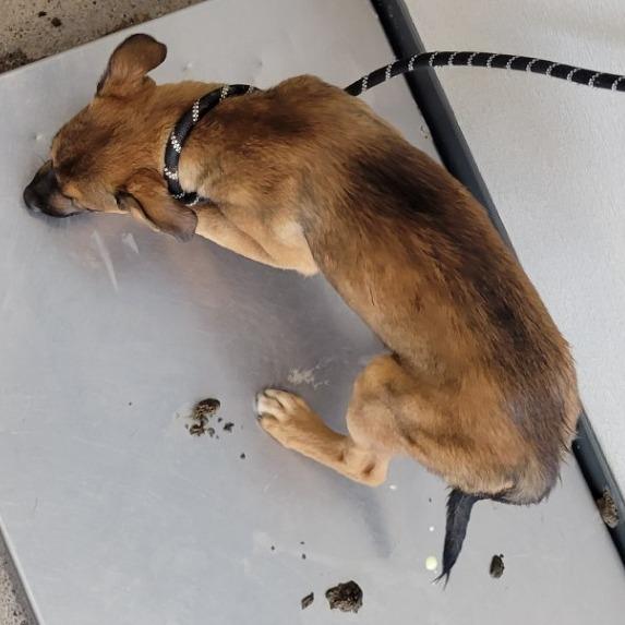 Enlarge Luna, a Adoptable Mixed Breed in Las Cruces, NM image 2/5