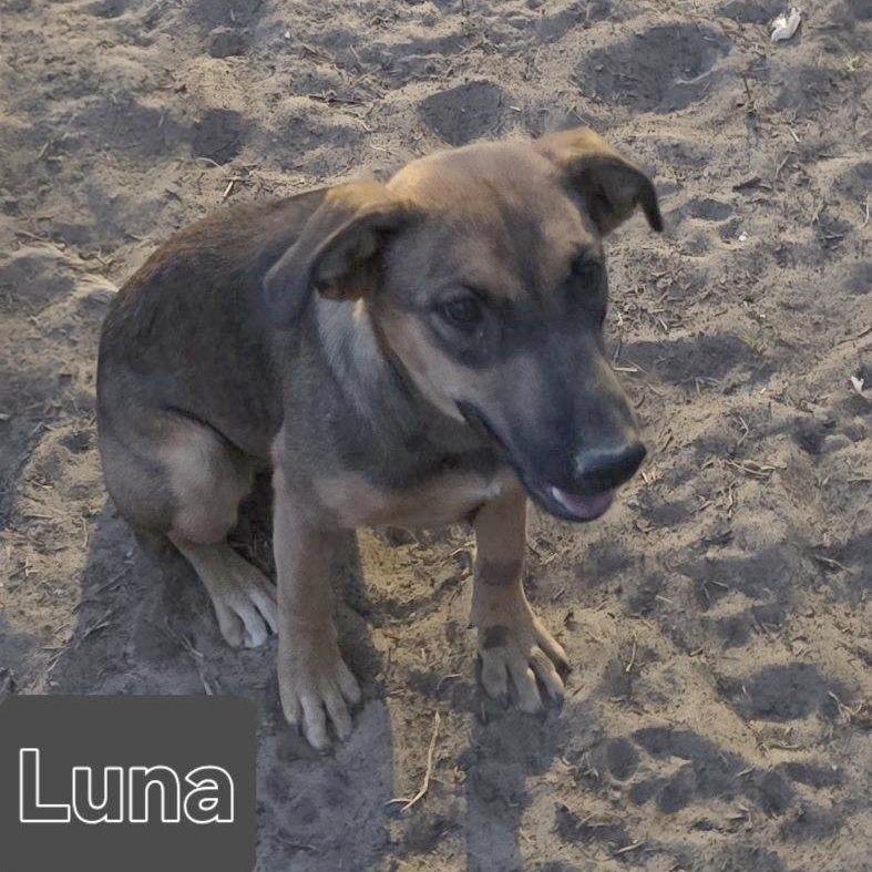 Enlarge Luna, a Adoptable Mixed Breed in Las Cruces, NM image 3/5