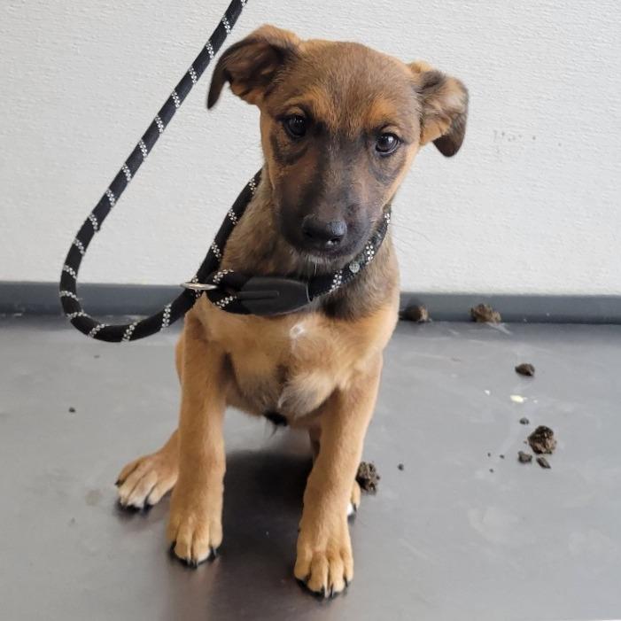 Enlarge Luna, a Adoptable Mixed Breed in Las Cruces, NM image 4/5