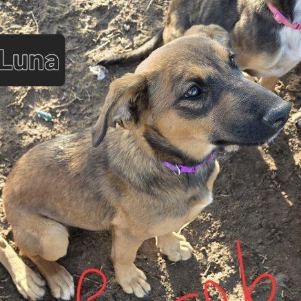 Enlarge Luna, a Adoptable Mixed Breed in Las Cruces, NM image 5/5