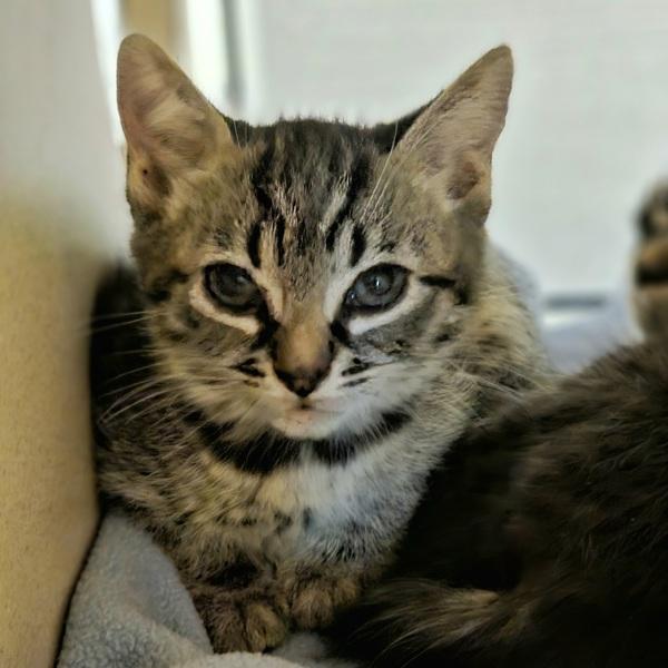 Enlarge Gee, a Adoptable mixed breed in Oakland, CA image 1/1