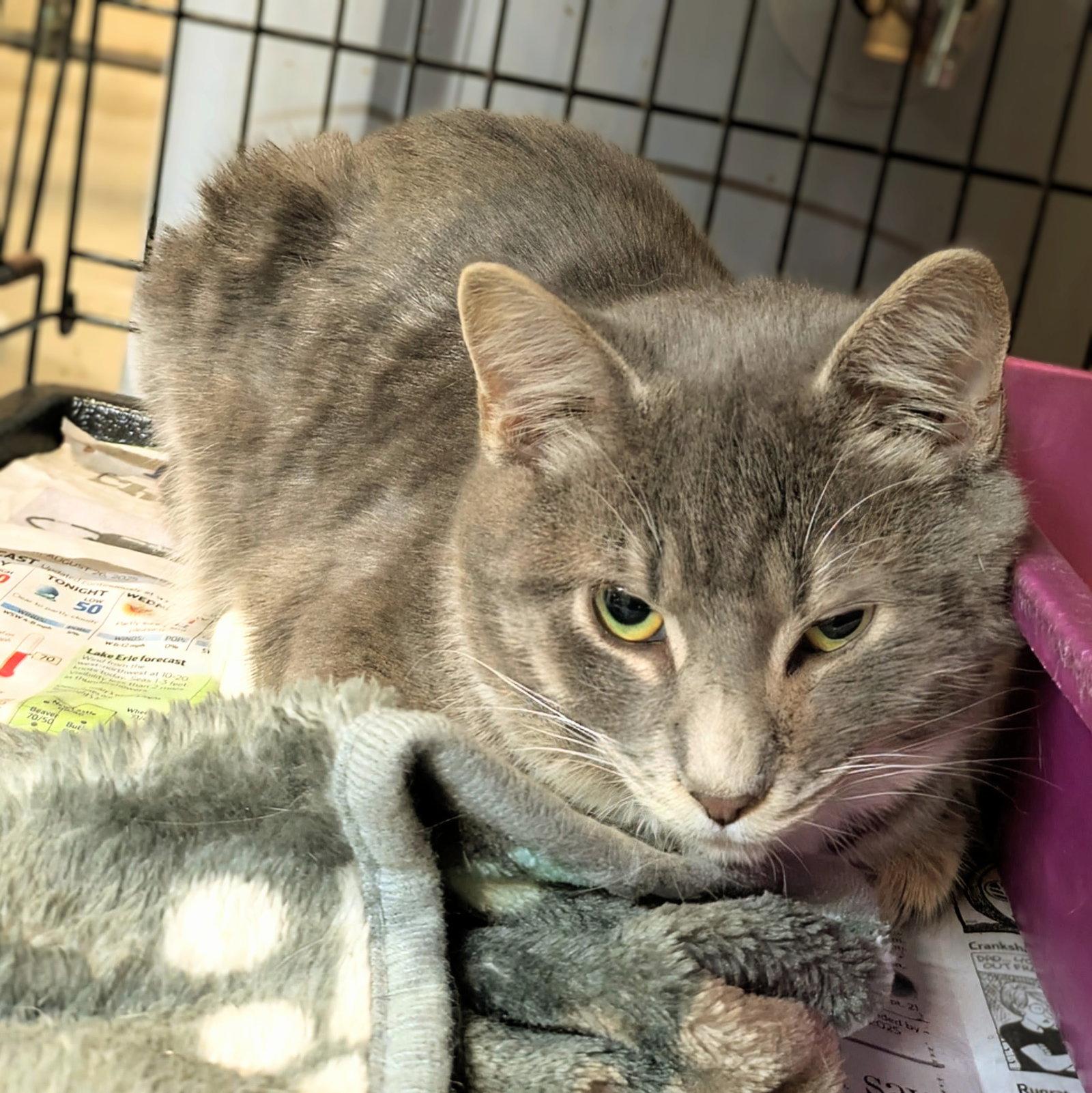 Howard, Adopted, Young Male Domestic Short Hair.