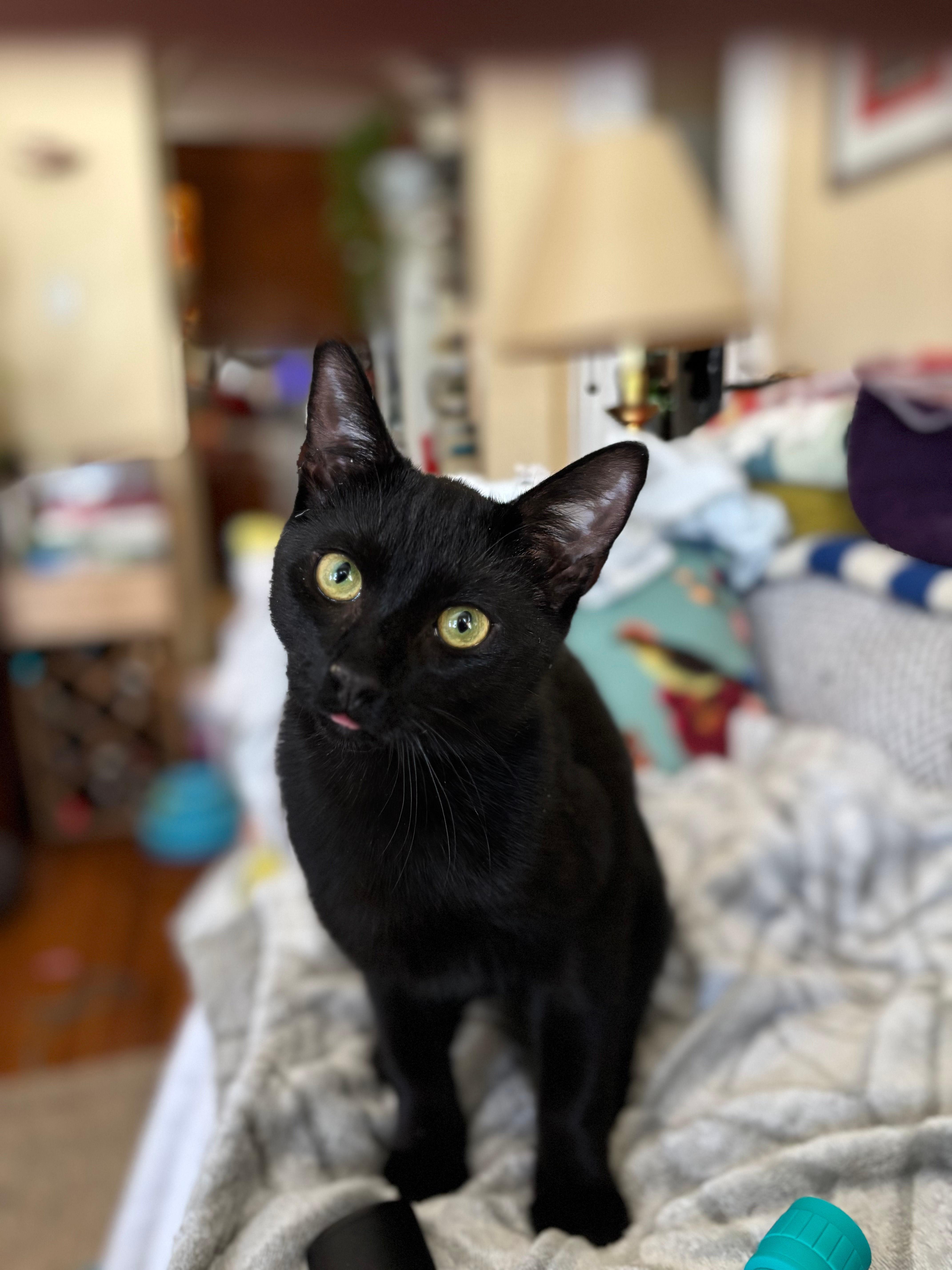 Enlarge Geoffrey, a ADOPTABLE Domestic Short Hair in Melrose, MA image 3/6