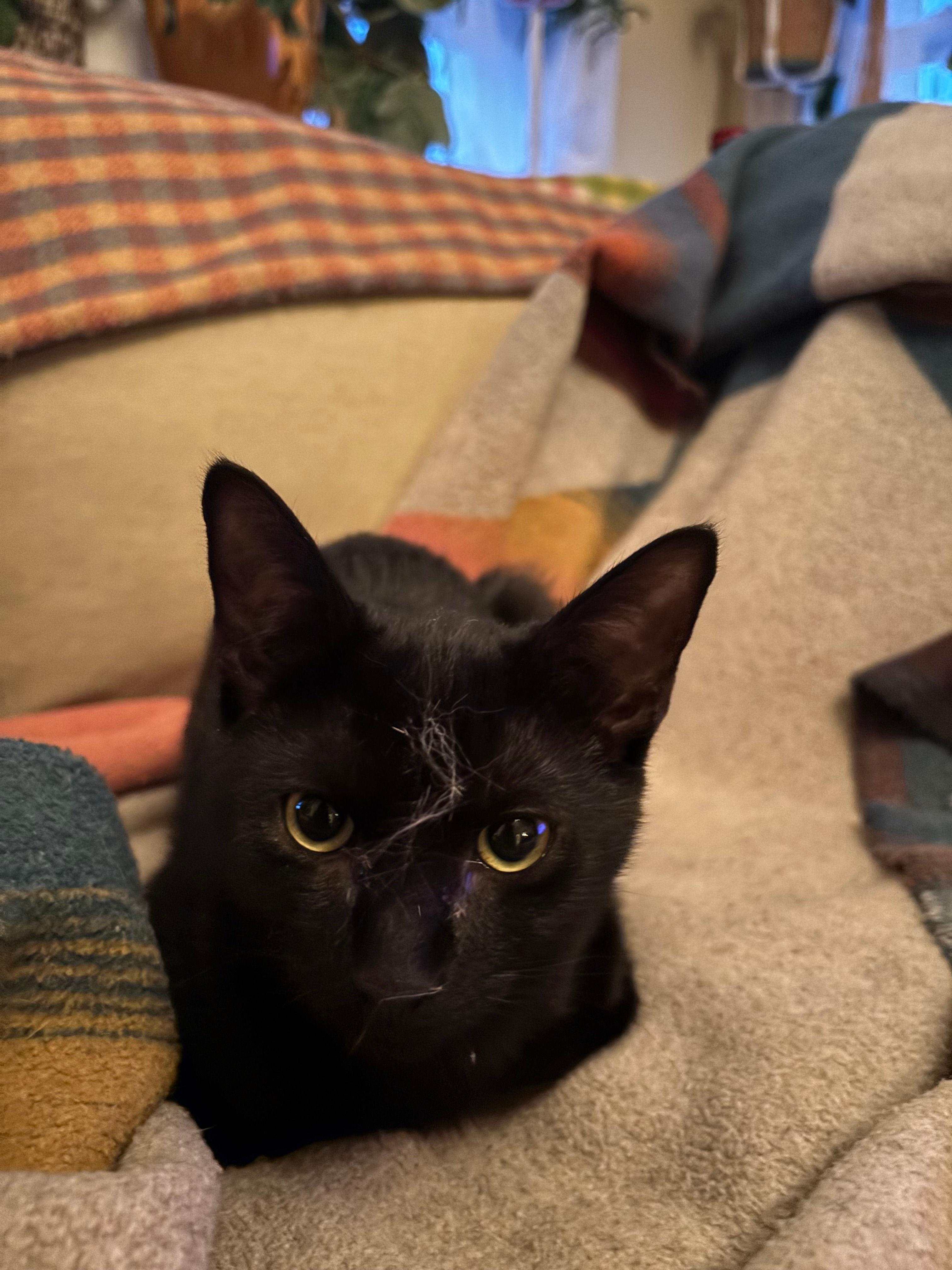 Enlarge Geoffrey, a ADOPTABLE Domestic Short Hair in Melrose, MA image 4/6