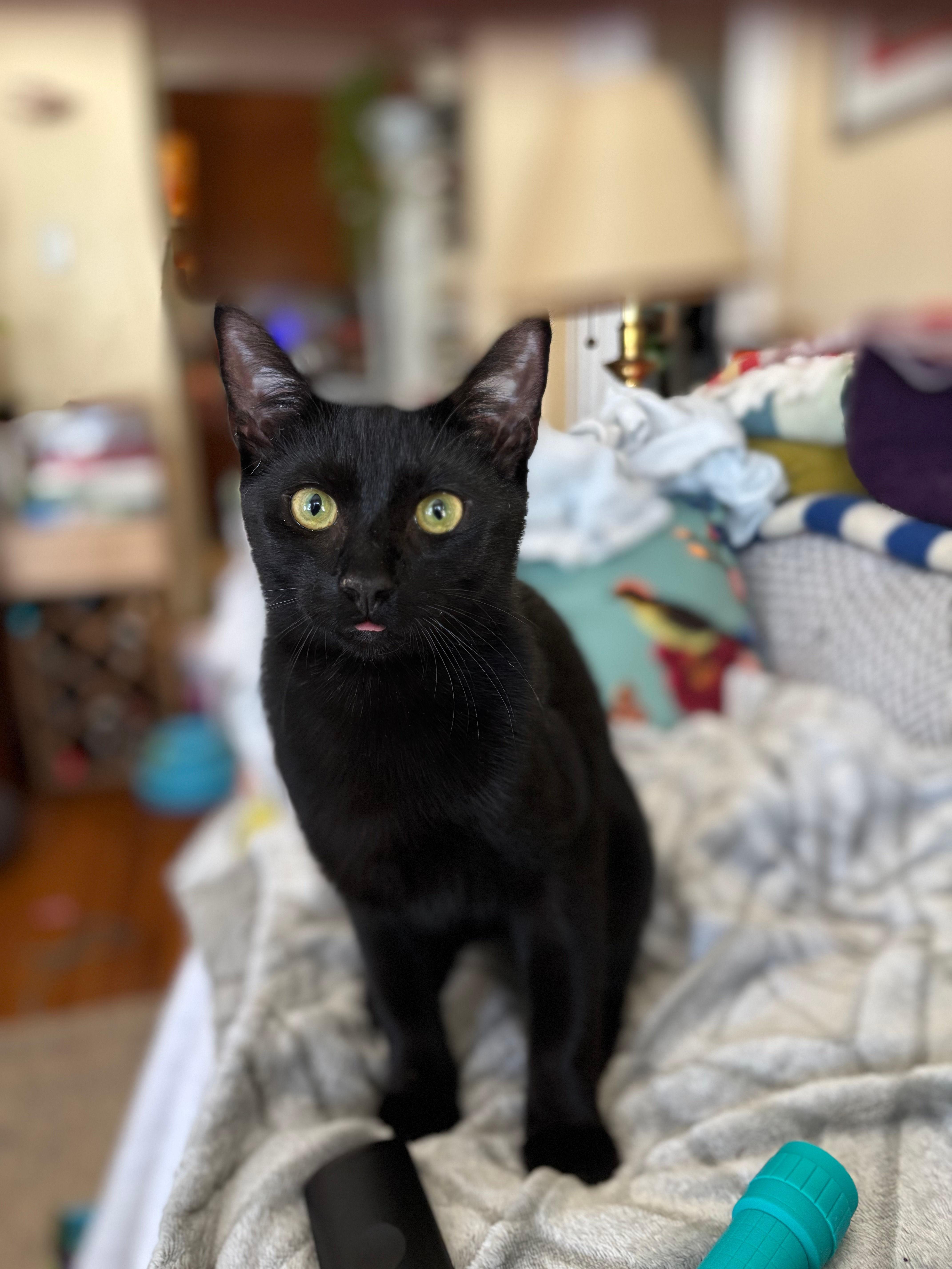 Enlarge Geoffrey, a ADOPTABLE Domestic Short Hair in Melrose, MA image 2/6