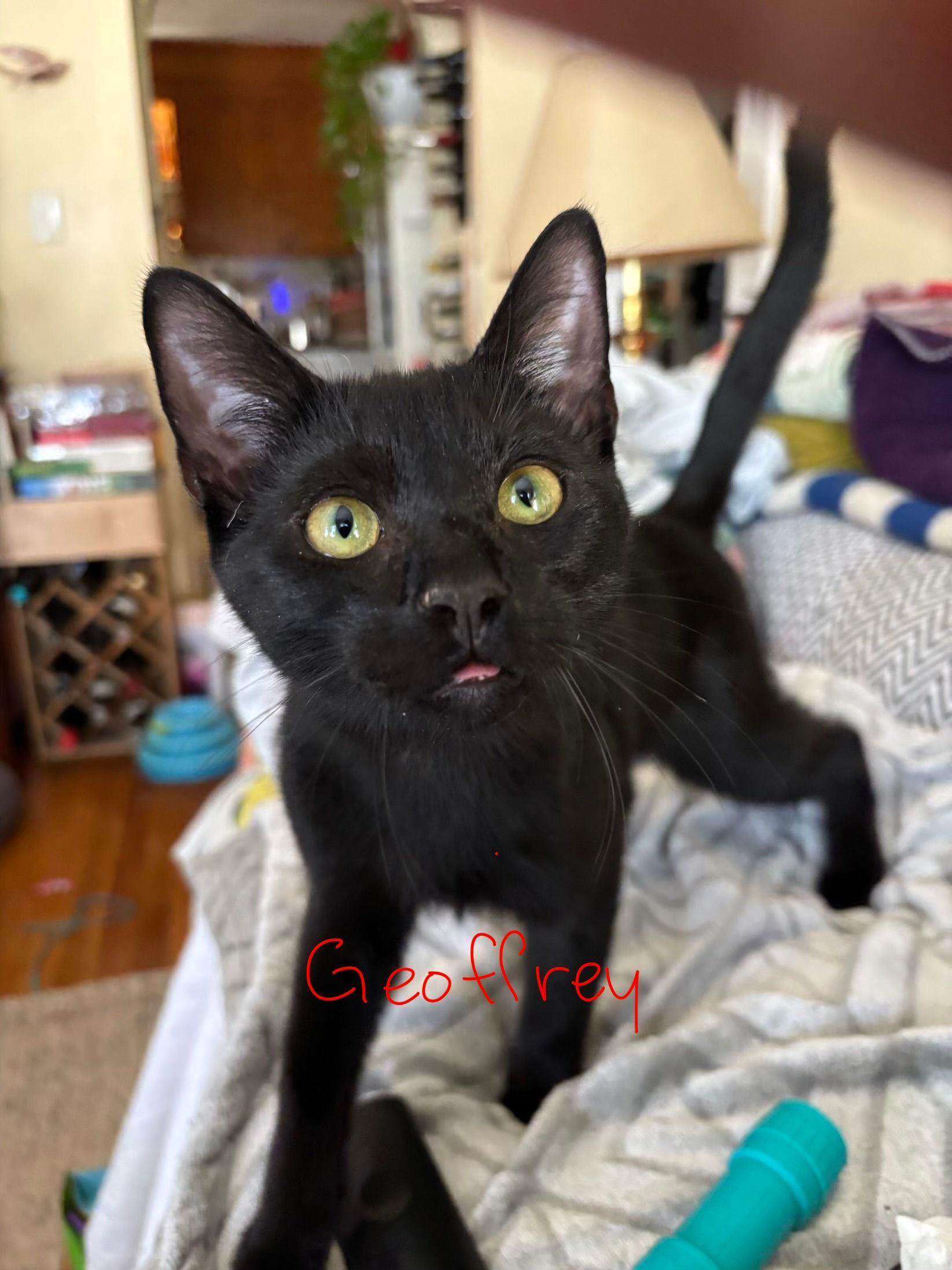Geoffrey, ADOPTABLE, Young Male Domestic Short Hair.