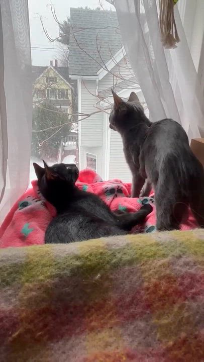 Enlarge Geoffrey, a ADOPTABLE Domestic Short Hair in Melrose, MA video 6/6