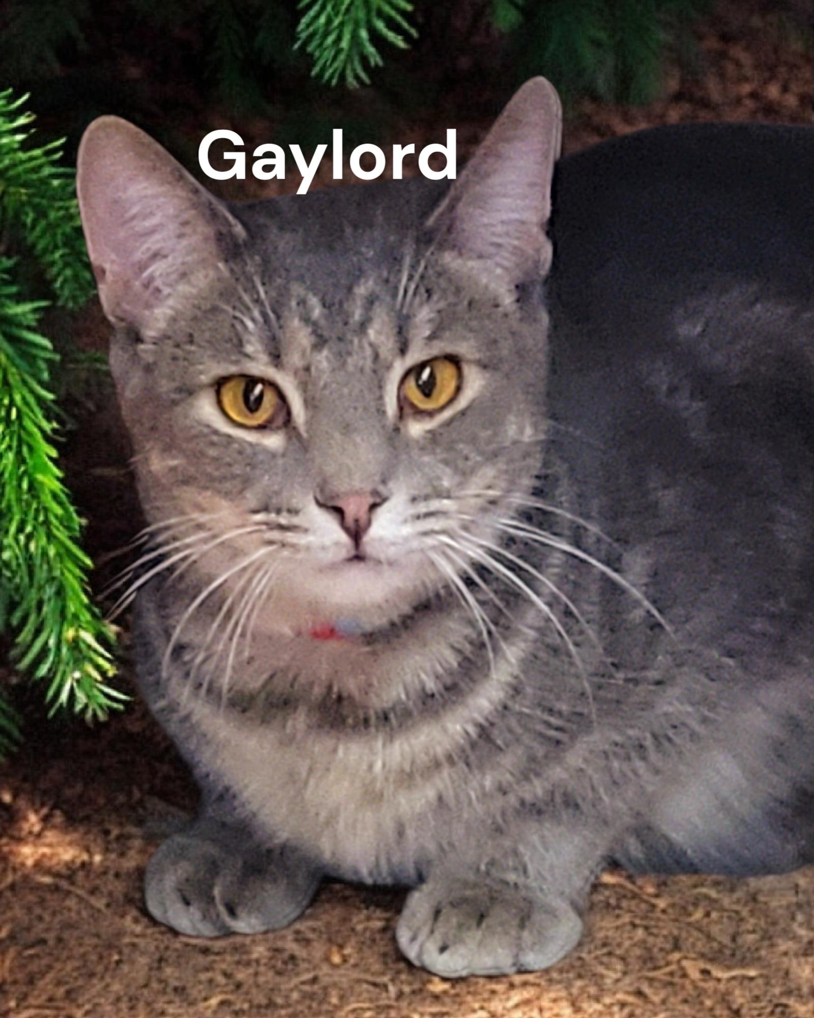 Gaylord, Adoptable, Kitten Male Tabby.