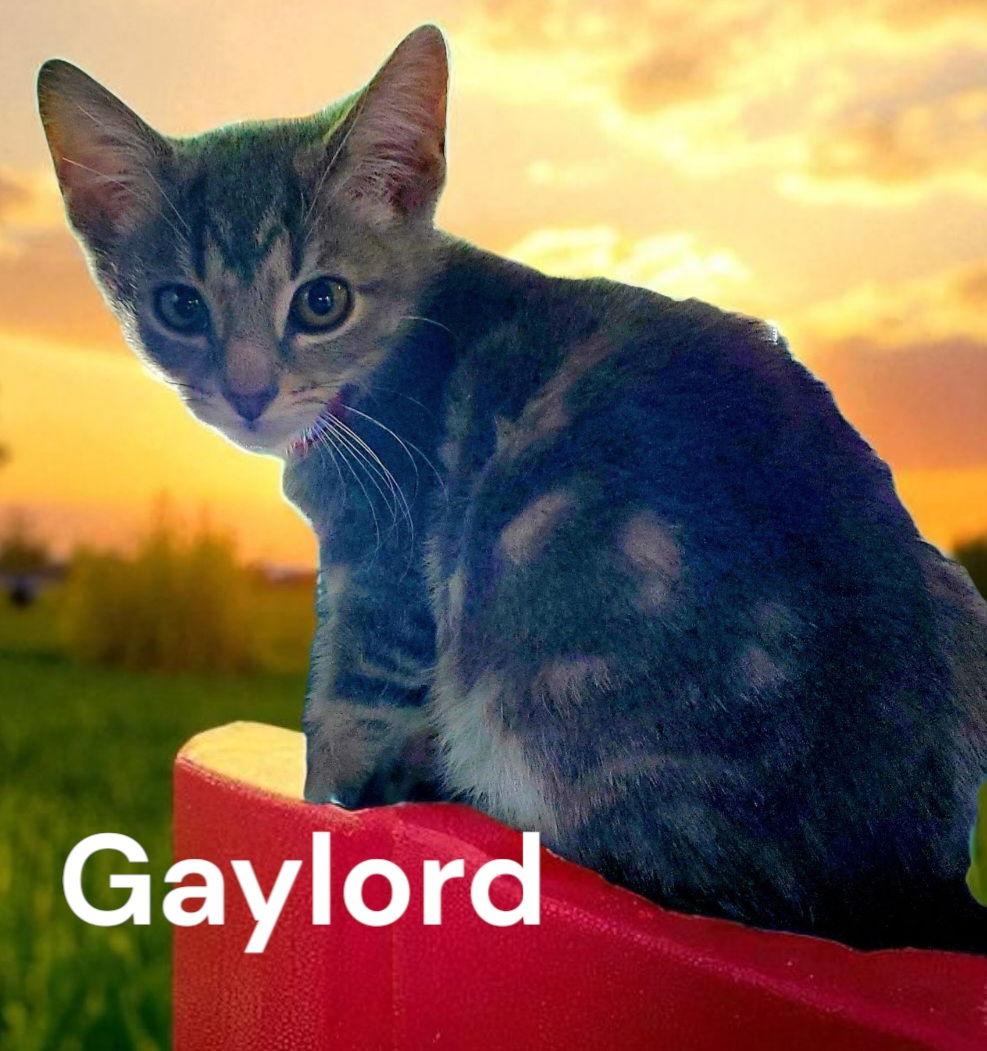 Gaylord, Adoptable, Kitten Male Tabby.