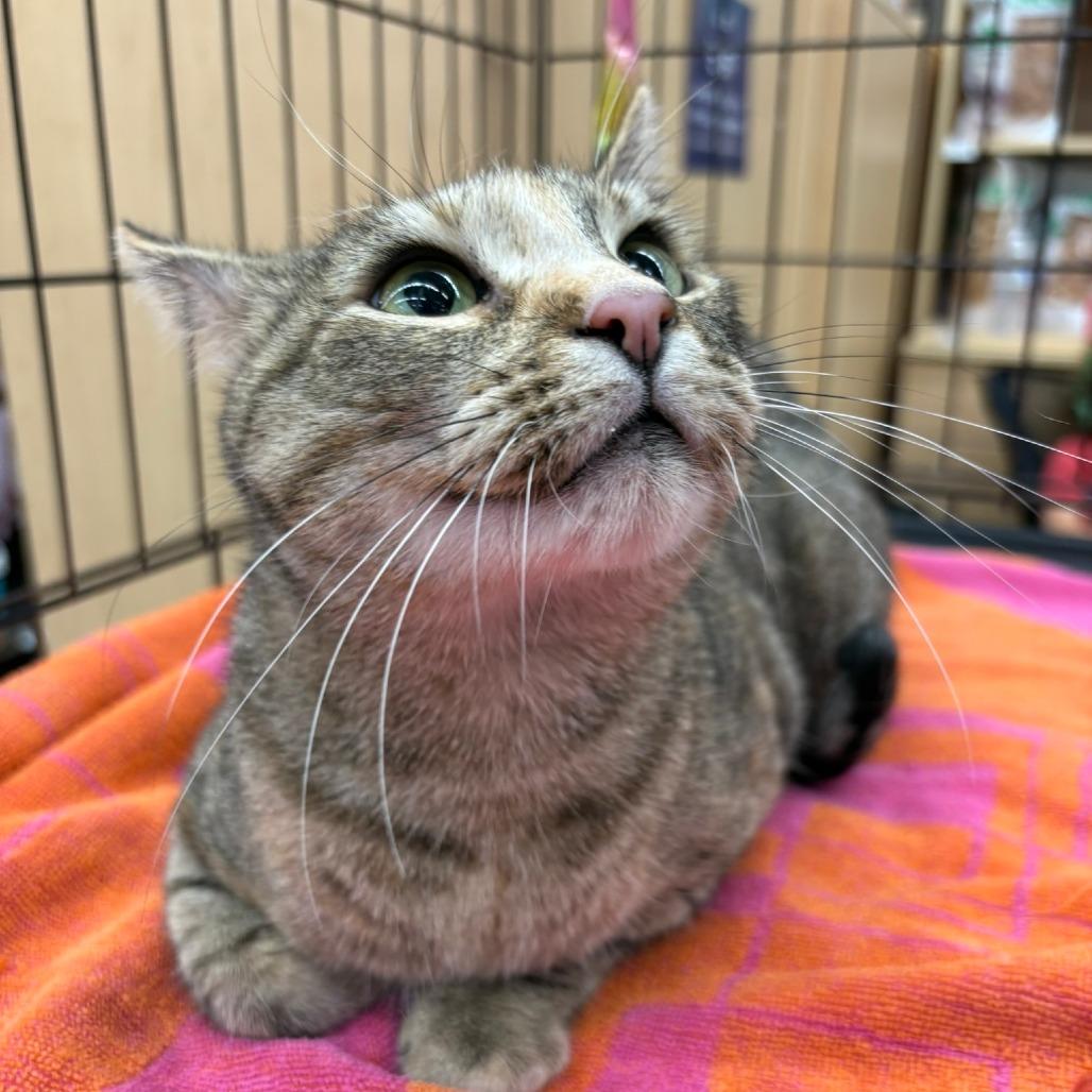 Enlarge Pebbles, a Adoptable Domestic Short Hair in Flower Mound, TX image 2/6