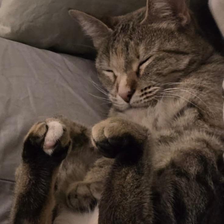 Enlarge Pebbles, a Adoptable Domestic Short Hair in Flower Mound, TX image 1/6