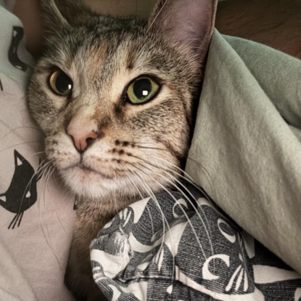 Enlarge Pebbles, a Adoptable Domestic Short Hair in Flower Mound, TX image 2/6