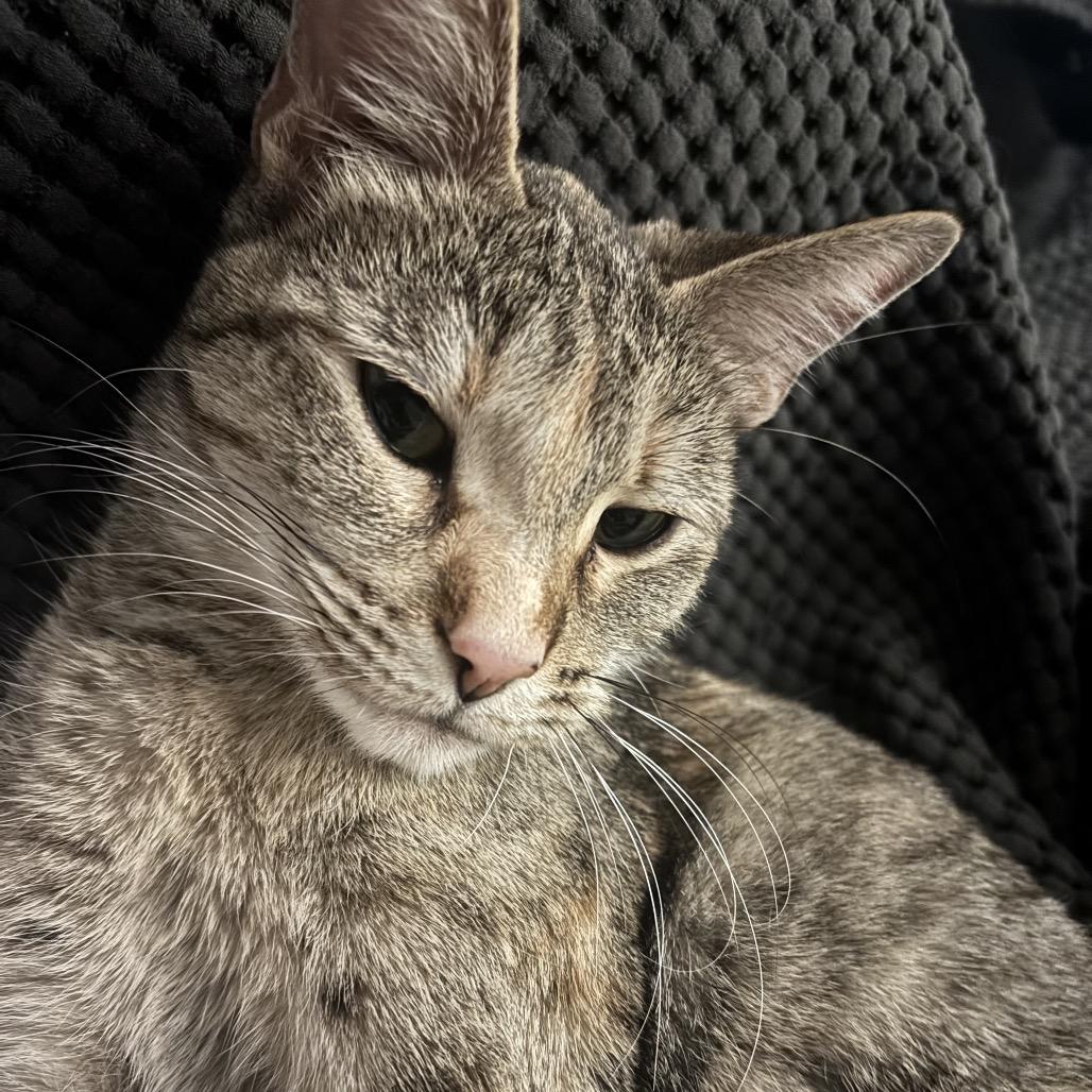 Enlarge Pebbles, a Adoptable Domestic Short Hair in Flower Mound, TX image 3/6