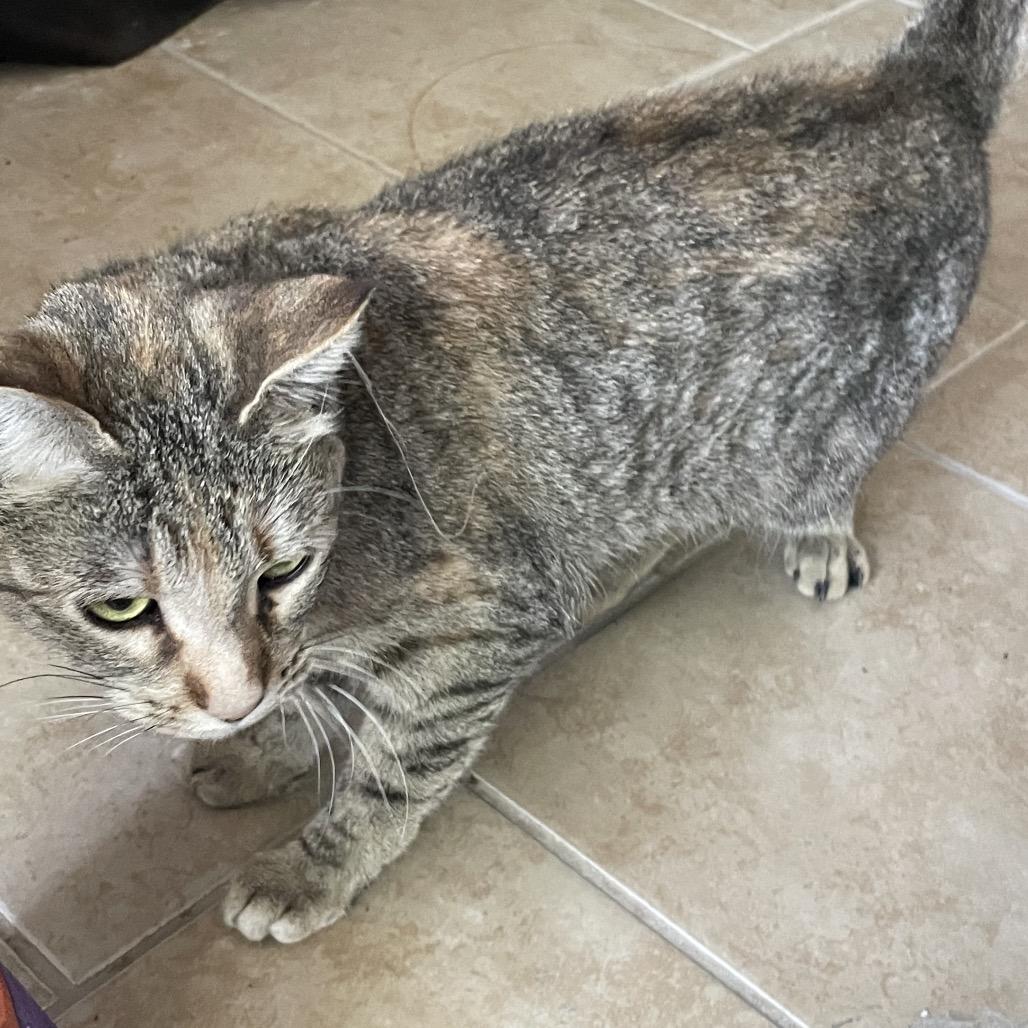 Enlarge Pebbles, a Adoptable Domestic Short Hair in Flower Mound, TX image 5/6