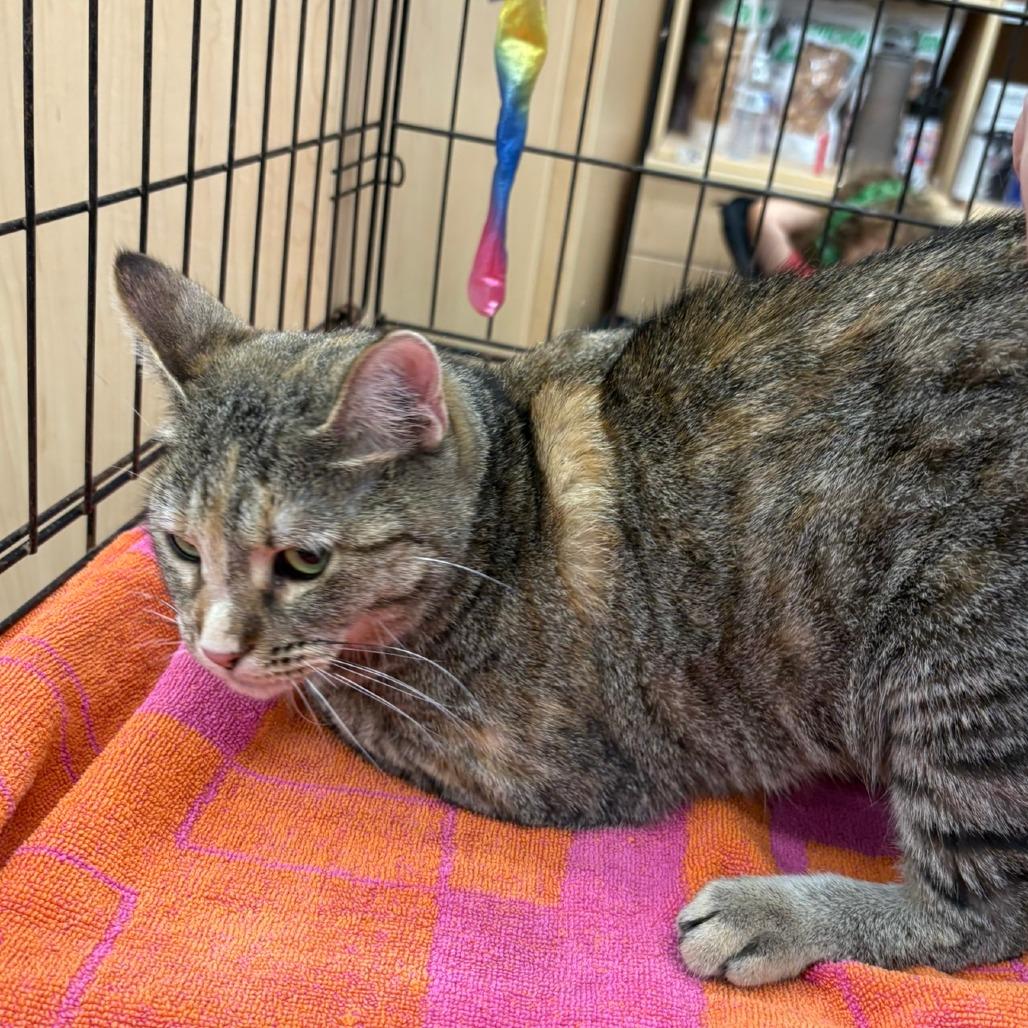 Enlarge Pebbles, a Adoptable Domestic Short Hair in Flower Mound, TX image 6/6