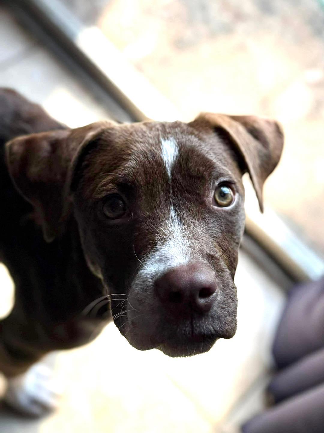 Cane, a Adoptable mixed breed in Grafton, MA image 2/5