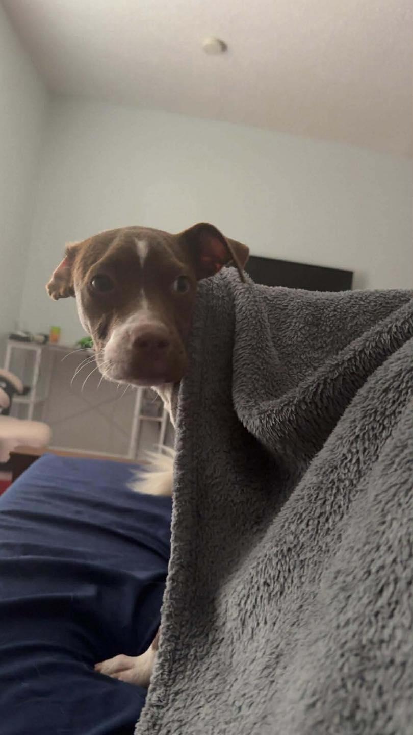 Cane, a Adoptable mixed breed in Grafton, MA image 4/5