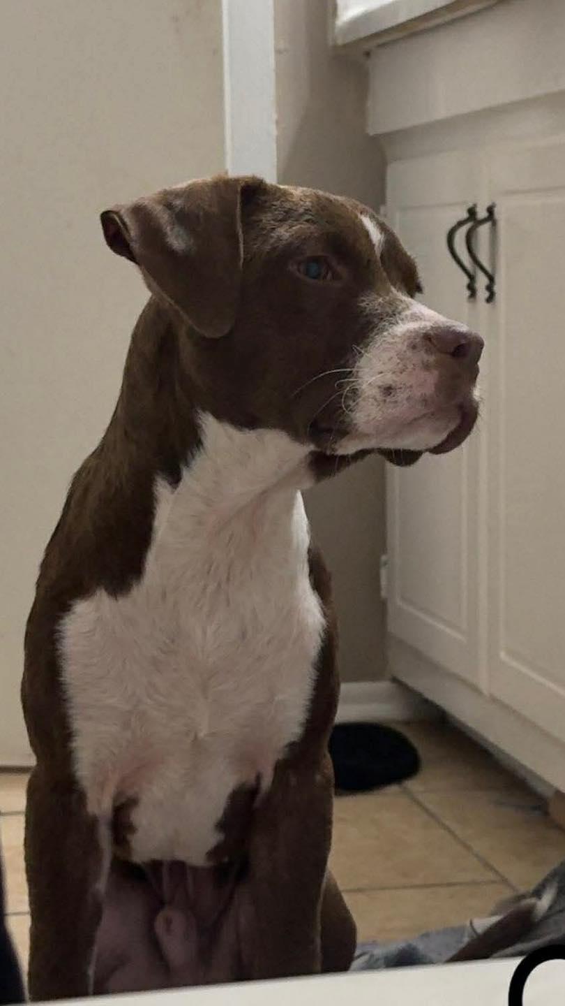 Cane, a Adoptable mixed breed in Grafton, MA image 5/5