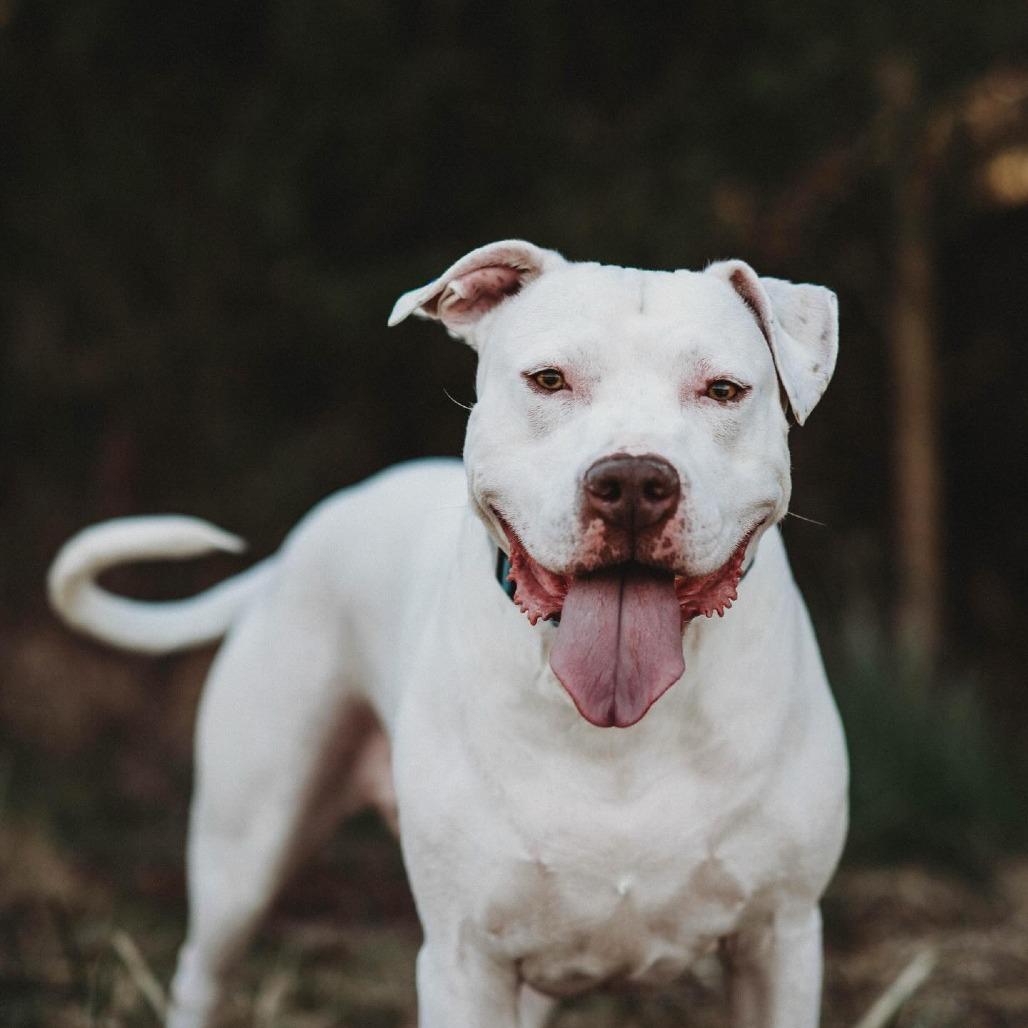Blaze (Casper), Adoptable, Adult Male American Staffordshire Terrier & Mixed Breed.