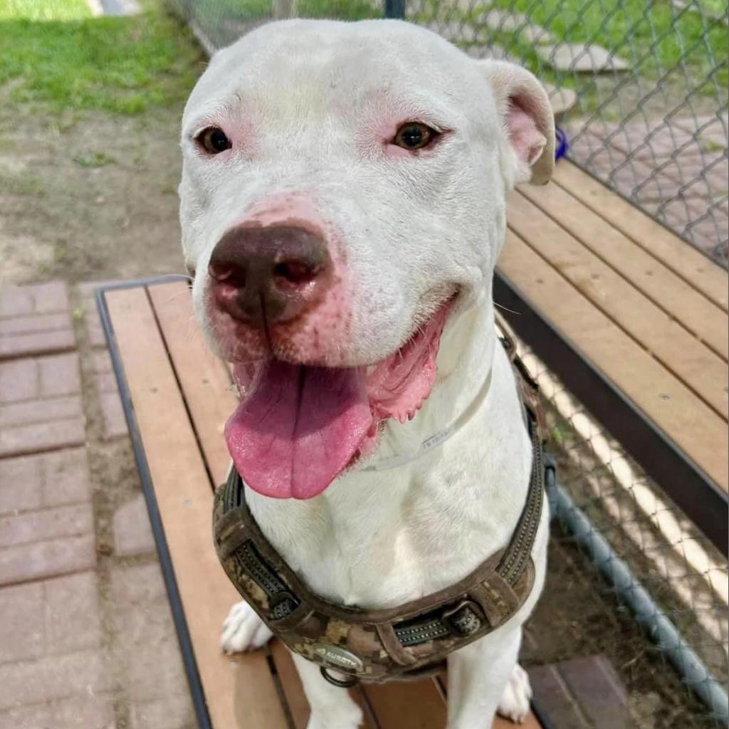 Blaze (Casper), a Adoptable mixed breed in Pittsburgh, PA image 3/6