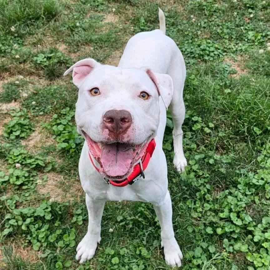 Blaze (Casper), a Adoptable mixed breed in Pittsburgh, PA image 4/6