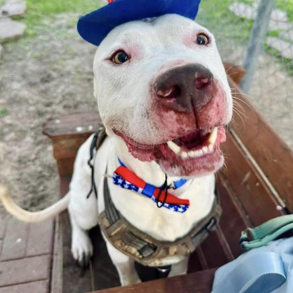 Blaze (Casper), a Adoptable mixed breed in Pittsburgh, PA image 5/6