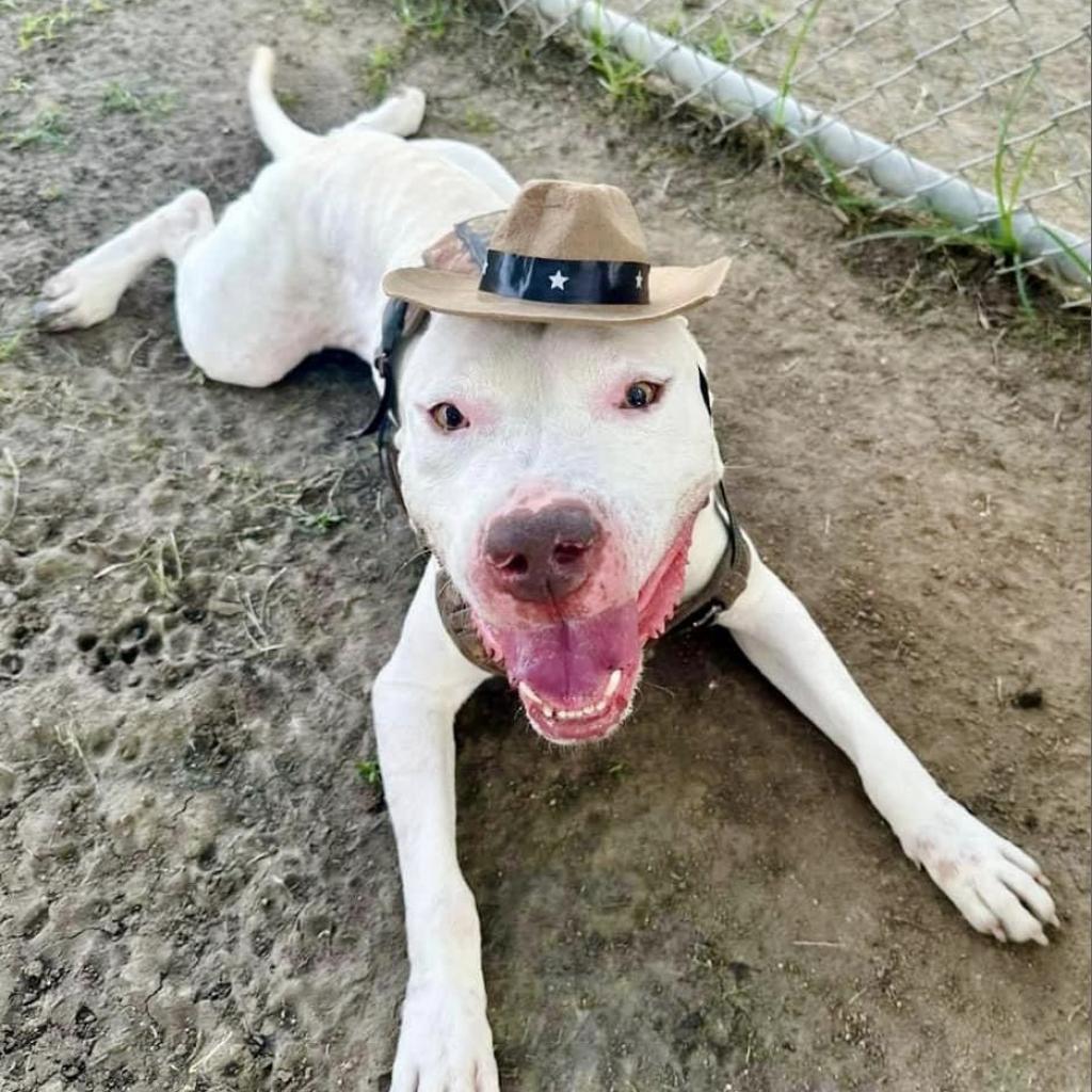 Blaze (Casper), a Adoptable mixed breed in Pittsburgh, PA image 6/6