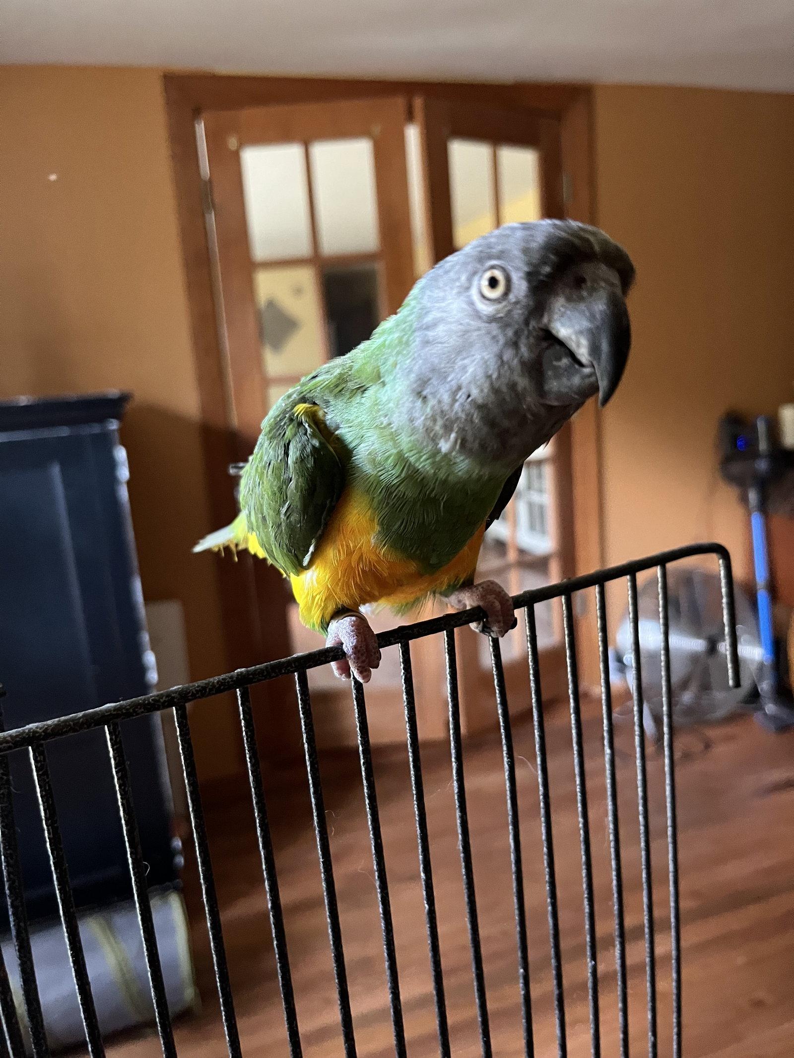 Petey, Adopted, Senior Male Poicephalus / Senegal.