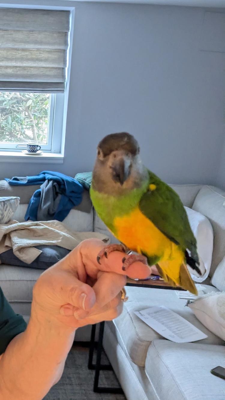 Enlarge Petey, a Adopted Poicephalus / Senegal in Belford, NJ image 2/3