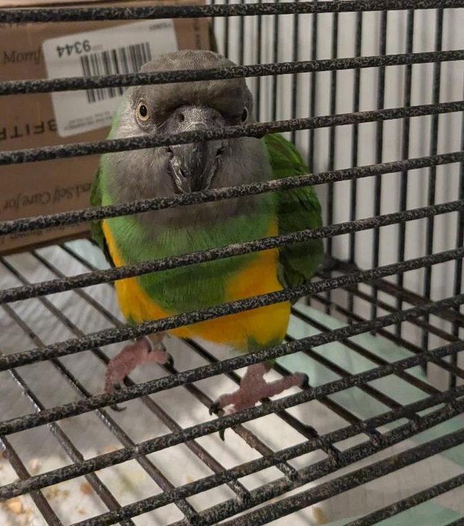 Enlarge Petey, a Adopted Poicephalus / Senegal in Belford, NJ image 3/3