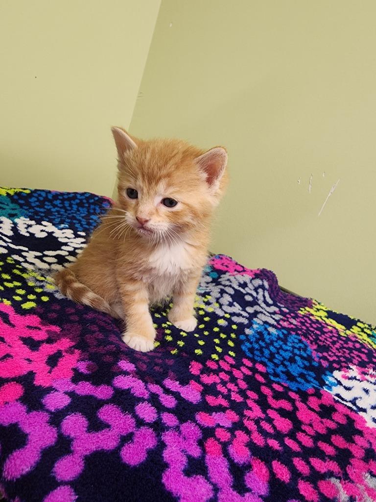 Preston Lacy, Adoptable, Kitten Male Domestic Short Hair.