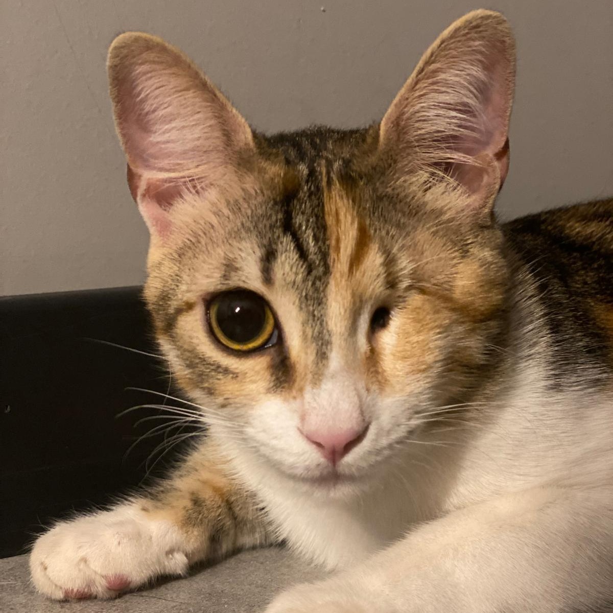 Ms. Wonderful Winky, Adoptable, Young Female Domestic Short Hair.