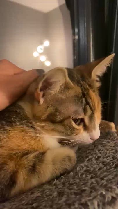 Enlarge Ms. Wonderful Winky, a Adoptable mixed breed in Vancouver, BC video 6/6