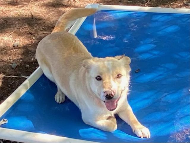 SEBASTIAN, Adoptable, Young Male Cardigan Welsh Corgi & Mixed Breed.