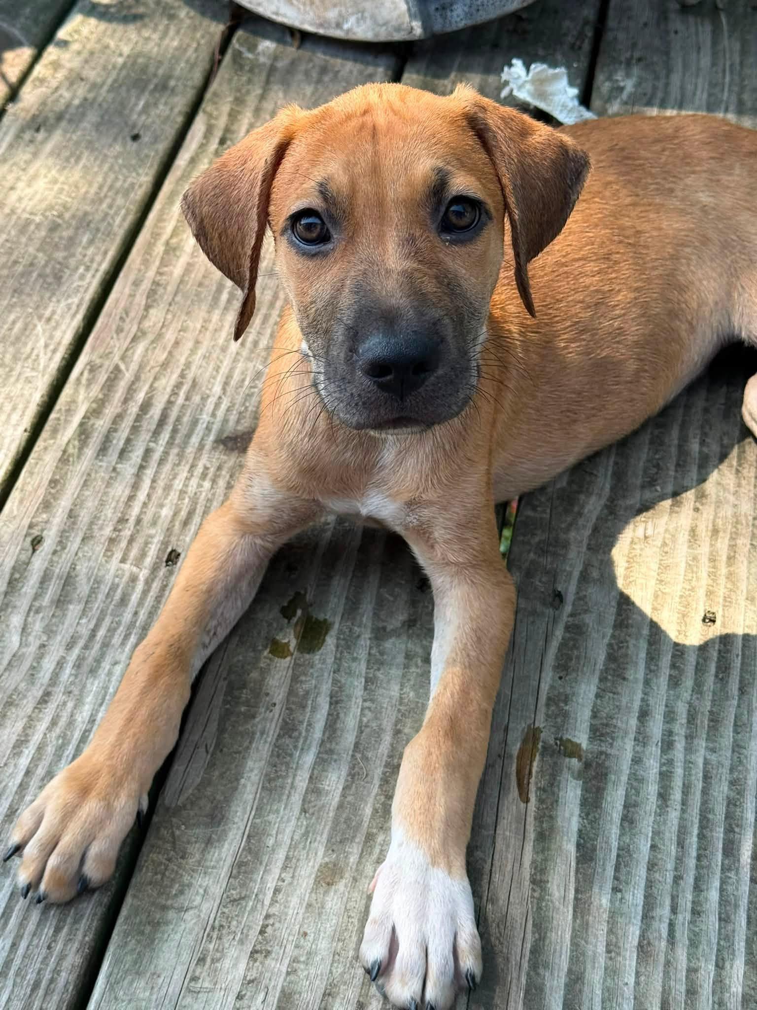 Enlarge Zen, a Adoptable mixed breed in Farmingdale, NJ image 2/4