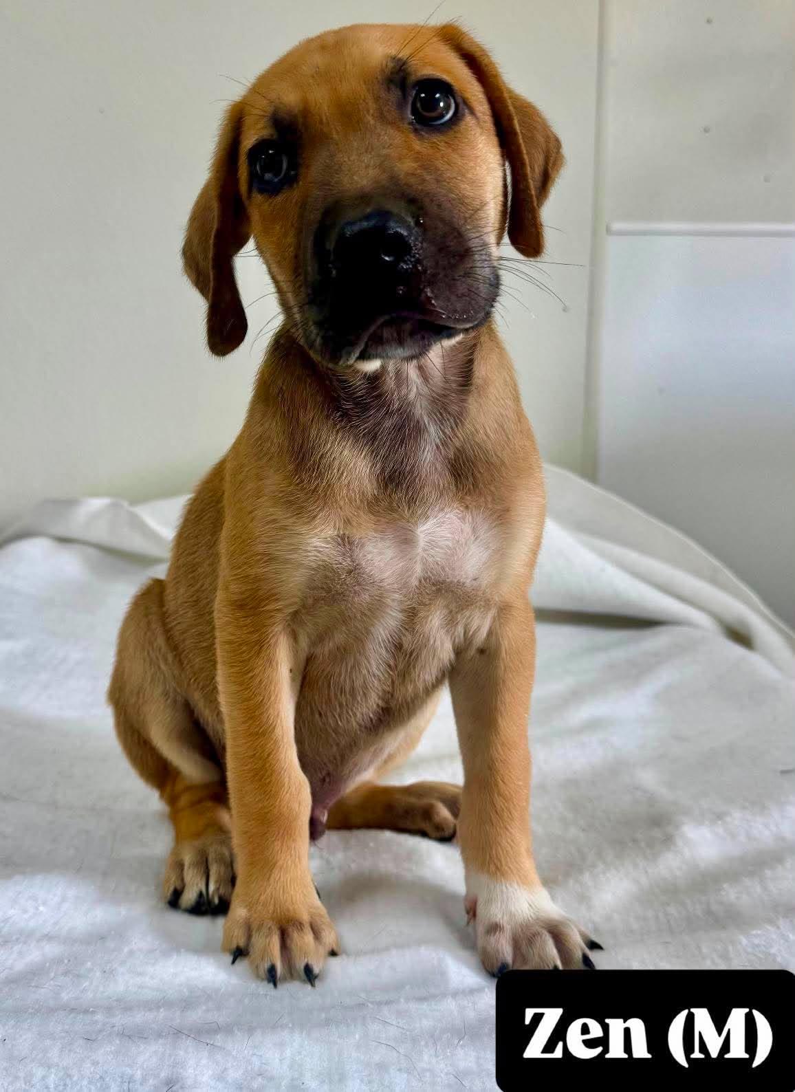 Zen, Adoptable, Puppy Male Hound.