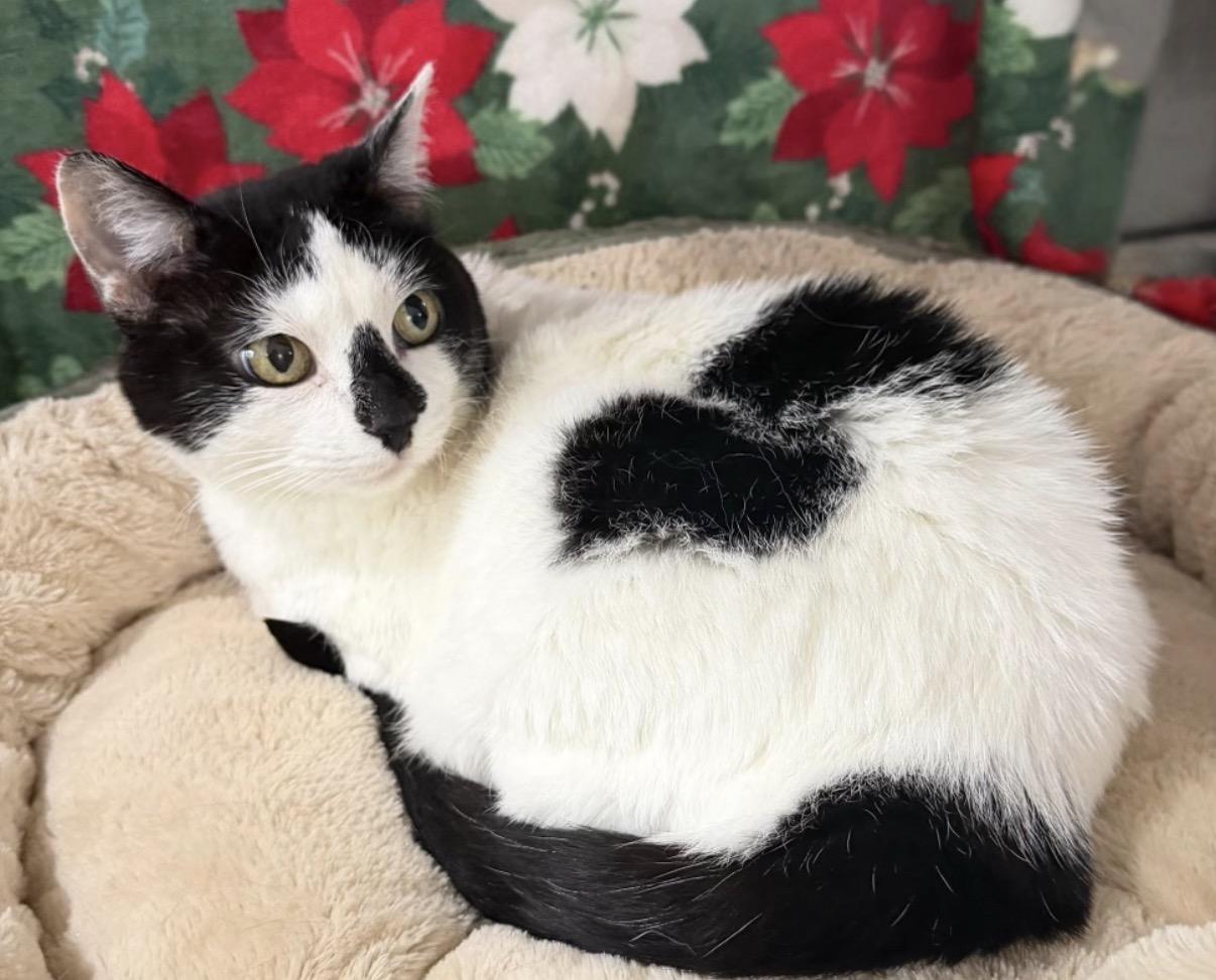 Quackle Sofie, ADOPTABLE, Senior Female Domestic Short Hair.