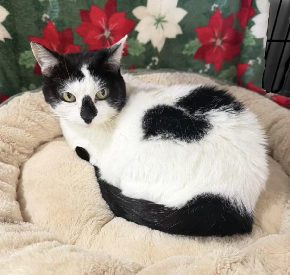 Enlarge Quackle Sofie, a ADOPTABLE Domestic Short Hair in Henderson, TX image 3/3