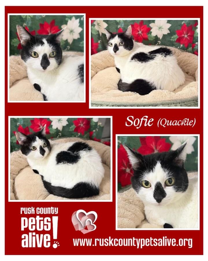 Enlarge Quackle Sofie, a ADOPTABLE Domestic Short Hair in Henderson, TX image 2/3