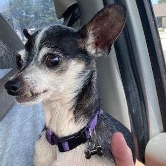 Enlarge Kalea, an adopted Chihuahua in Dripping Springs, TX image 2/2