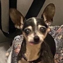 Kalea, adopted, Senior Female Chihuahua.