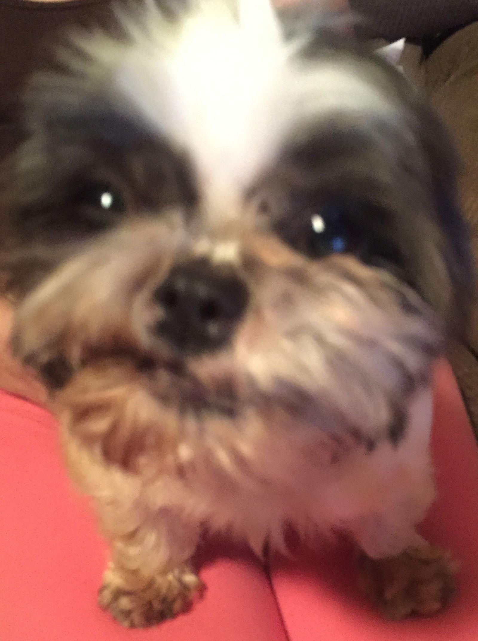 Bitsy, Adopted, Senior Female Shih Tzu.