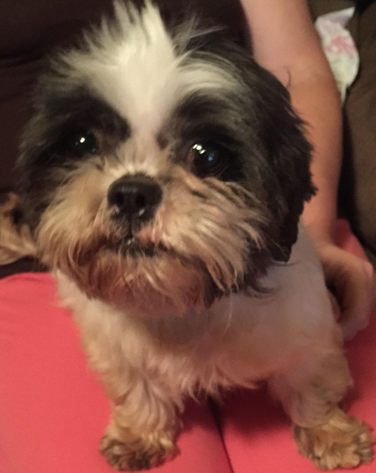 Enlarge Bitsy, a Adopted Shih Tzu in O'Fallon, MO image 2/3